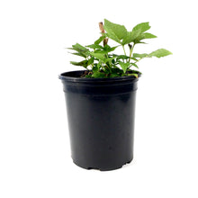 Load image into Gallery viewer, Raspberry, 1 gal, Double Delight - Floral Acres Greenhouse & Garden Centre
