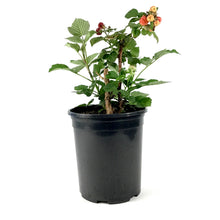 Load image into Gallery viewer, Raspberry, 1 gal, Royalty - Floral Acres Greenhouse & Garden Centre
