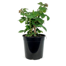 Load image into Gallery viewer, Raspberry, 1 gal, Boyne