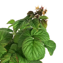 Load image into Gallery viewer, Raspberry, 1 gal, Boyne