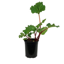 Load image into Gallery viewer, Rhubarb, 1 gal, Strawberry Red