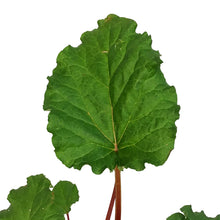 Load image into Gallery viewer, Rhubarb, 1 gal, Strawberry Red