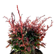 Load image into Gallery viewer, Barberry, 2 gal, Rose Glow Japanese - Floral Acres Greenhouse & Garden Centre
