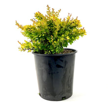 Load image into Gallery viewer, Barberry, 2 gal, Sunsation® Japanese - Floral Acres Greenhouse &amp; Garden Centre
