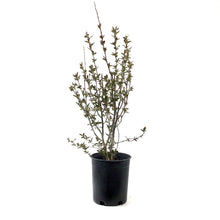 Load image into Gallery viewer, Cotoneaster, 1 gal, Hedge/Peking - Floral Acres Greenhouse & Garden Centre