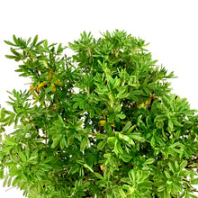Load image into Gallery viewer, Potentilla, 2 gal, Marmalade® - Floral Acres Greenhouse & Garden Centre
