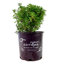 Load image into Gallery viewer, Potentilla, 2 gal, Marmalade® - Floral Acres Greenhouse & Garden Centre