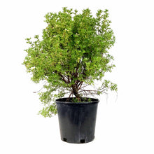 Load image into Gallery viewer, Potentilla, 2 gal, Pink Beauty - Floral Acres Greenhouse & Garden Centre
