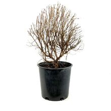 Load image into Gallery viewer, Potentilla, 2 gal, Pink Beauty - Floral Acres Greenhouse & Garden Centre