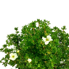 Load image into Gallery viewer, Potentilla, 2 gal, Morden Snow - Floral Acres Greenhouse & Garden Centre