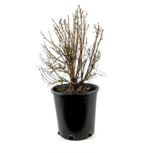 Load image into Gallery viewer, Potentilla, 2 gal, Morden Snow - Floral Acres Greenhouse & Garden Centre