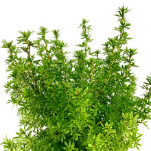 Load image into Gallery viewer, Potentilla, 2 gal, Bella Sol® - Floral Acres Greenhouse & Garden Centre