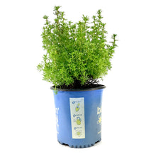 Load image into Gallery viewer, Potentilla, 2 gal, Bella Sol® - Floral Acres Greenhouse & Garden Centre