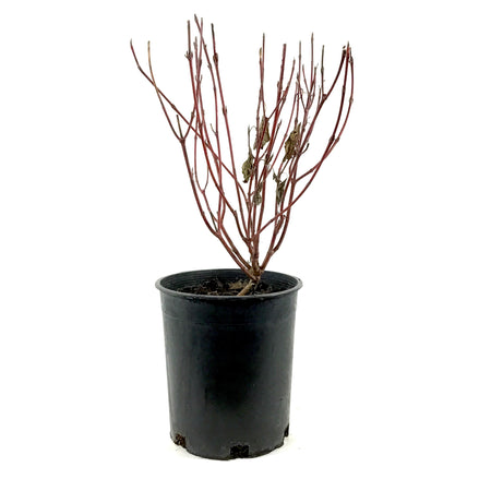 Dogwood, 1 gal, Ivory Halo® - Floral Acres Greenhouse & Garden Centre