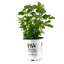 Load image into Gallery viewer, Hydrangea, 2 gal, Incrediball® Blush - Floral Acres Greenhouse & Garden Centre
