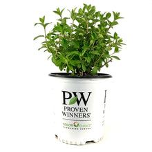 Load image into Gallery viewer, Hydrangea, 2 gal, Bobo® - Floral Acres Greenhouse & Garden Centre