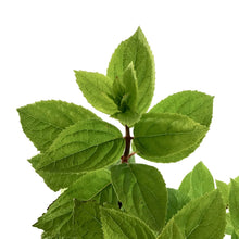 Load image into Gallery viewer, Hydrangea, 2 gal, Lavalamp Moonrock™
