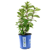 Load image into Gallery viewer, Hydrangea, 2 gal, Lavalamp Moonrock™