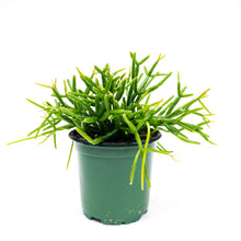 Load image into Gallery viewer, Cactus, 4in, Rhipsalis Baccifera (Mistletoe Cact.) - Floral Acres Greenhouse & Garden Centre