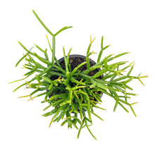 Load image into Gallery viewer, Cactus, 4in, Rhipsalis Baccifera (Mistletoe Cact.) - Floral Acres Greenhouse & Garden Centre