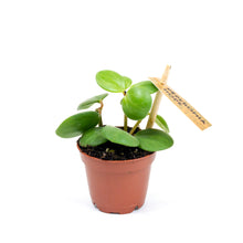 Load image into Gallery viewer, Peperomia, 2in, Hope - Floral Acres Greenhouse & Garden Centre