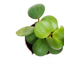 Load image into Gallery viewer, Peperomia, 2in, Hope - Floral Acres Greenhouse & Garden Centre