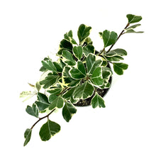 Load image into Gallery viewer, Ficus, 6in, Triangularis Variegata - Floral Acres Greenhouse & Garden Centre