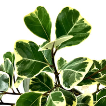 Load image into Gallery viewer, Ficus, 6in, Triangularis Variegata - Floral Acres Greenhouse & Garden Centre