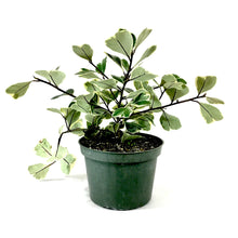Load image into Gallery viewer, Ficus, 6in, Triangularis Variegata - Floral Acres Greenhouse & Garden Centre