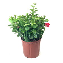 Load image into Gallery viewer, Dipladenia, 10in, Pink Bush - Floral Acres Greenhouse & Garden Centre