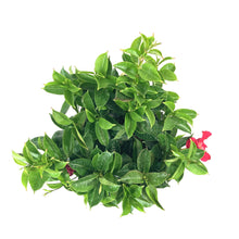 Load image into Gallery viewer, Dipladenia, 10in, Pink Bush - Floral Acres Greenhouse & Garden Centre