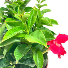 Load image into Gallery viewer, Dipladenia, 10in, Pink Bush - Floral Acres Greenhouse & Garden Centre