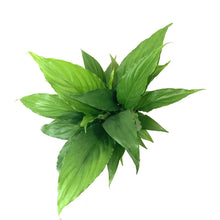 Load image into Gallery viewer, Spathiphyllum, 4in, Peace Lily - Floral Acres Greenhouse & Garden Centre