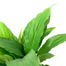 Load image into Gallery viewer, Spathiphyllum, 4in, Peace Lily - Floral Acres Greenhouse & Garden Centre