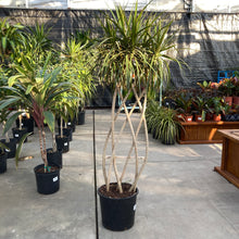 Load image into Gallery viewer, Dracaena, 12in, Marginata Flat Weave Braid - Floral Acres Greenhouse & Garden Centre