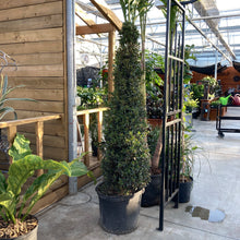 Load image into Gallery viewer, Bonsai, 17in, Eugenia Globulus Cone - Floral Acres Greenhouse & Garden Centre