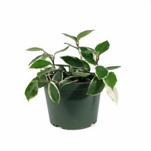 Load image into Gallery viewer, Hoya, 6in, Carnosa Krimson Queen