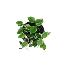 Load image into Gallery viewer, Hoya, 6in, Carnosa Krimson Queen