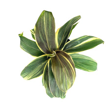 Load image into Gallery viewer, Cordyline, 6in, Mocha Latte - Floral Acres Greenhouse & Garden Centre