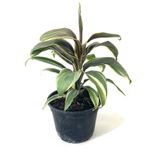 Load image into Gallery viewer, Cordyline, 6in, Mocha Latte - Floral Acres Greenhouse & Garden Centre
