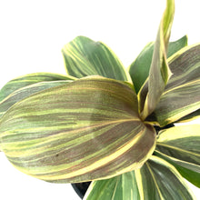 Load image into Gallery viewer, Cordyline, 6in, Mocha Latte - Floral Acres Greenhouse & Garden Centre