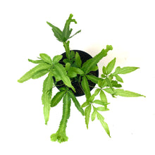 Load image into Gallery viewer, Fern, 4in, Club Foot Variegated - Floral Acres Greenhouse & Garden Centre