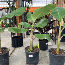 Load image into Gallery viewer, Banana, 10in, Ice Cream - Floral Acres Greenhouse & Garden Centre