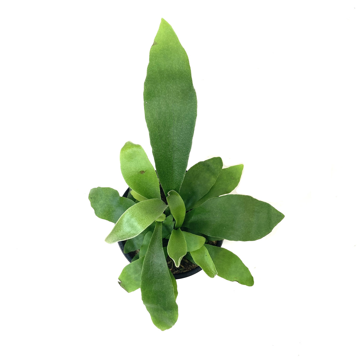 Fern, 4in, Elkhorn Dwarf - Floral Acres Greenhouse & Garden Centre