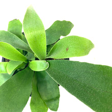 Load image into Gallery viewer, Fern, 4in, Elkhorn Dwarf - Floral Acres Greenhouse & Garden Centre