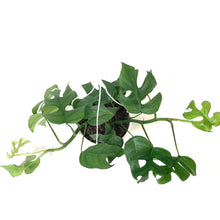 Load image into Gallery viewer, Rhaphidophora, 8in HB, Tetrasperma/Monstera Minima - Floral Acres Greenhouse & Garden Centre