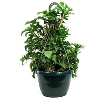 Load image into Gallery viewer, Rhaphidophora, 8in HB, Tetrasperma/Monstera Minima