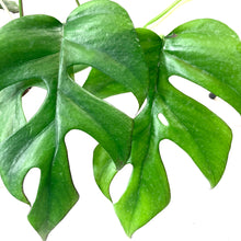 Load image into Gallery viewer, Rhaphidophora, 8in HB, Tetrasperma/Monstera Minima - Floral Acres Greenhouse & Garden Centre
