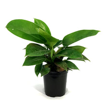 Load image into Gallery viewer, Philodendron, 4in, Imperial Green