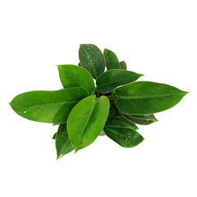 Load image into Gallery viewer, Philodendron, 4in, Imperial Green